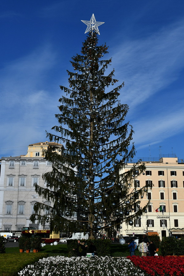 Vẻ xơ xác của cây thông Giáng sinh tại Rome, Italy ngày 19/12. (Nguồn: AFP/TTXVN) Số phận đáng thương của cây thông Giáng sinh tại thành phố Rome ảnh 1