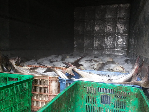 Công bố nguyên nhân khiến cá nuôi lồng bè ở Vũng Tàu chết ảnh 1