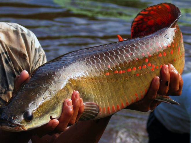 Phát hiện loài cá vùng Amazon chống lại được răng cá ăn thịt Piranha ảnh 1