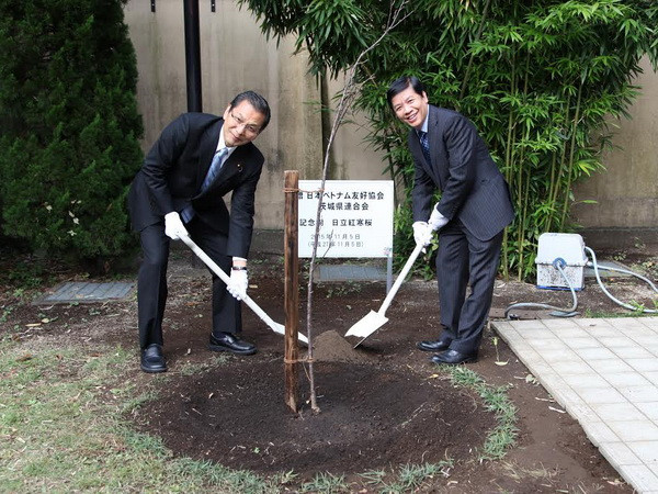 Tỉnh Ibaraki tặng Đại sứ quán Việt Nam tại Nhật cây hoa anh đào ảnh 1