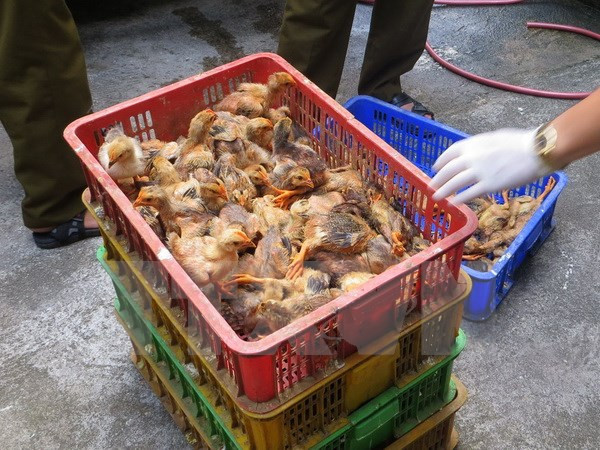 Tình hình buôn lậu gia cầm ở Lạng Sơn có chiều hướng gia tăng ảnh 1