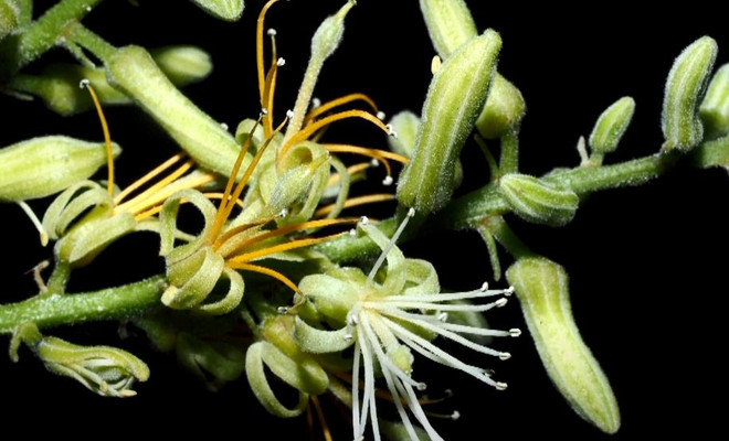 Trung Quốc phát hiện loài thực vật mới thuộc chi Nam mộc hương ảnh 1