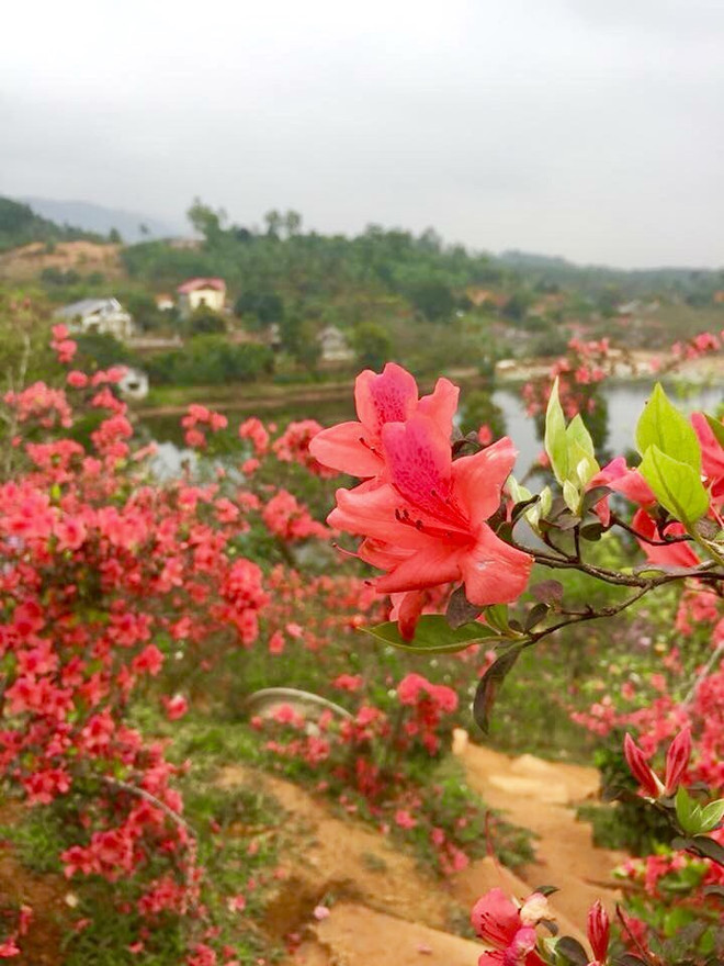 Ngất ngây với Vương quốc hoa Đỗ quyên rực rỡ ở Vĩnh Phúc ảnh 1