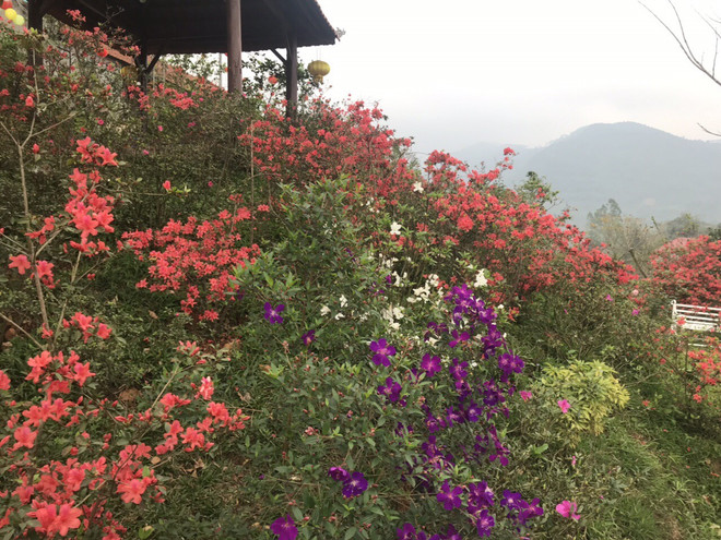 Ngất ngây với Vương quốc hoa Đỗ quyên rực rỡ ở Vĩnh Phúc ảnh 3