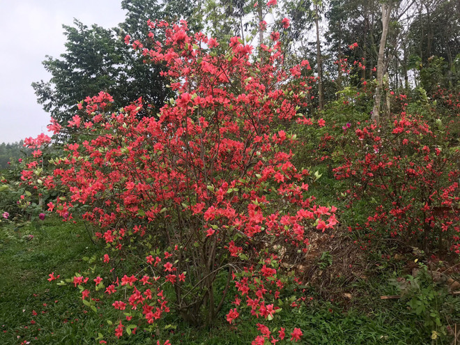 Ngất ngây với Vương quốc hoa Đỗ quyên rực rỡ ở Vĩnh Phúc ảnh 2