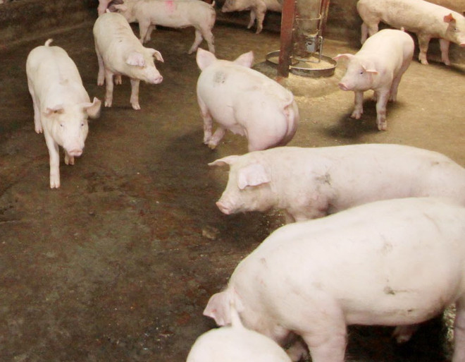 Tây Ninh phạt 5 cơ sở dùng chất tạo nạc trong chăn nuôi lợn ảnh 1