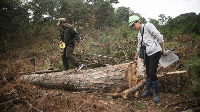 Khởi tố vụ án, khởi tố bị can vụ phá rừng nguyên sinh ở Lâm Đồng ảnh 1