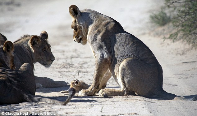 Chú mèo rừng nhỏ gan dạ trước bầy sư tử hung hãn ảnh 3