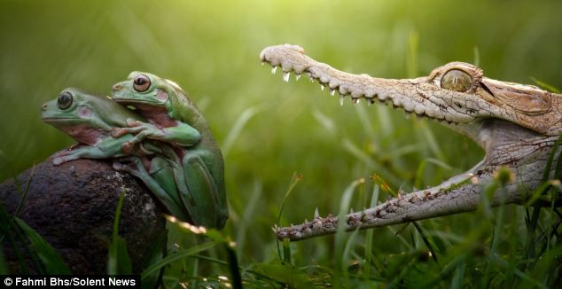Cặp ếch thoát chết thần kỳ ngay trước hàm cá sấu ảnh 2