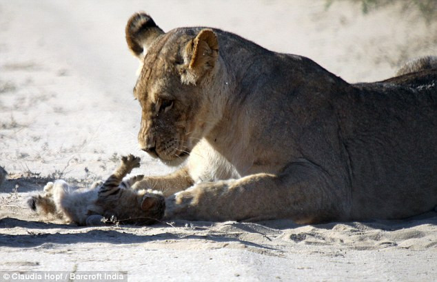 Chú mèo rừng nhỏ gan dạ trước bầy sư tử hung hãn ảnh 7