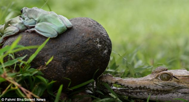 Cặp ếch thoát chết thần kỳ ngay trước hàm cá sấu ảnh 3