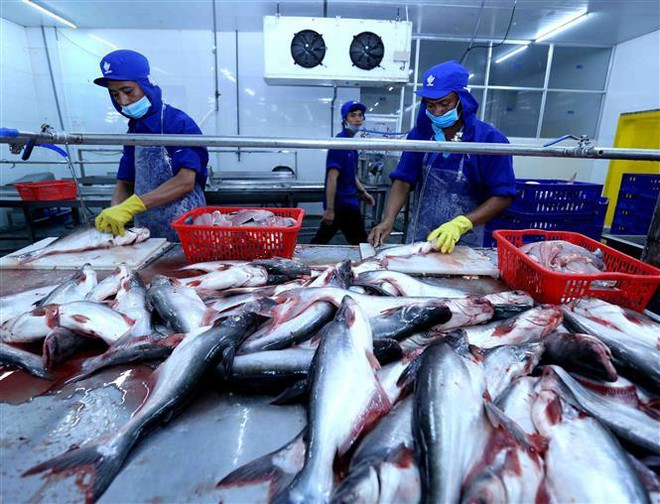 Chế biến cá tra xuất khẩu tại nhà máy của Công ty TNHH Công nghiệp Thủy sản miền Nam (thành phố Cần Thơ). (Ảnh: Vũ Sinh/TTXVN) Kinh tế toàn cầu giảm tốc sẽ tác động tới Việt Nam trong dài hạn ảnh 1