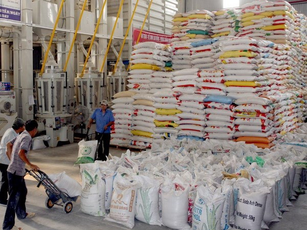 Sản xuất lúa gạo là một trong những lĩnh vực hợp tác giữa hai bên. Ảnh minh họa. (Nguồn: TTXVN) Việt Nam và Cote d'Ivoire ký biên bản ghi nhớ hợp tác ảnh 1