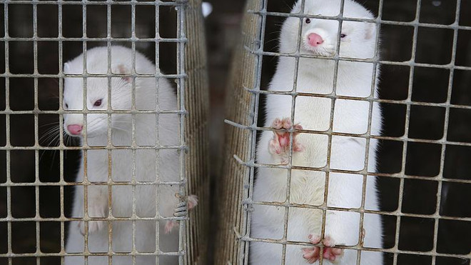 Ba Lan phát hiện ca nhiễm virus SARS-CoV-2 đầu tiên trên chồn nuôi ảnh 1