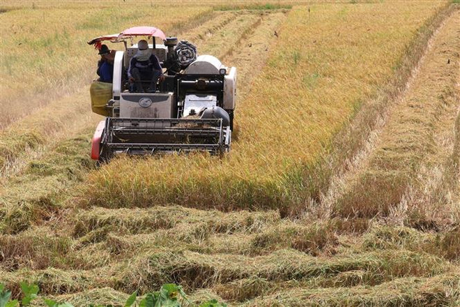 Thị trường nông sản tuần qua: Giá lúa vẫn giảm, gạo nhích nhẹ ảnh 1