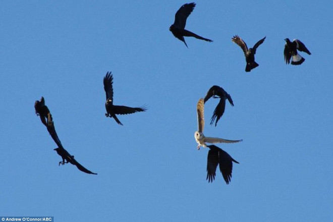 [Photo] Cuộc chiến khốc liệt giữa con chim cú mèo và bầy quạ ảnh 1