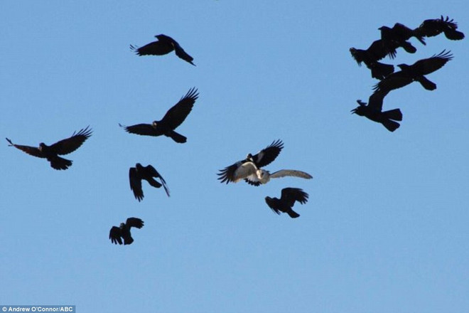 [Photo] Cuộc chiến khốc liệt giữa con chim cú mèo và bầy quạ ảnh 4