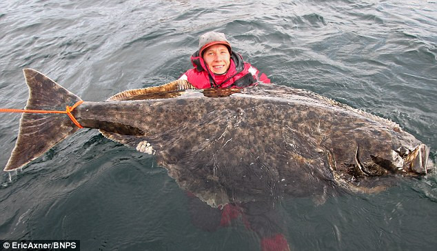 Người đàn ông bất ngờ câu được con cá bơn khổng lồ dài hơn 2m ảnh 1