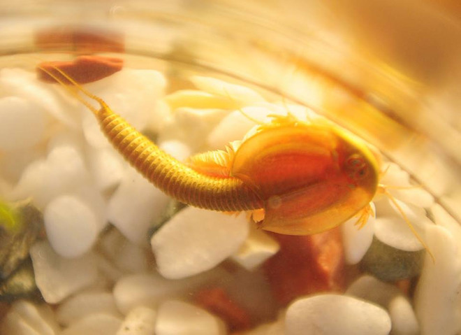 Phát hiện hai loài sinh vật quý hiếm từ thời tiền sử ở Trung Quốc ảnh 1