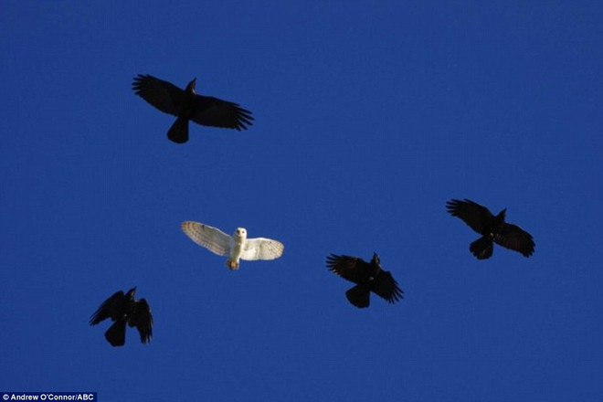 [Photo] Cuộc chiến khốc liệt giữa con chim cú mèo và bầy quạ ảnh 2