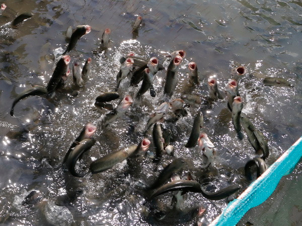 Giá cá lóc sụt giảm khiến nông dân Trà Vinh lỗ hàng chục tỷ đồng ảnh 1