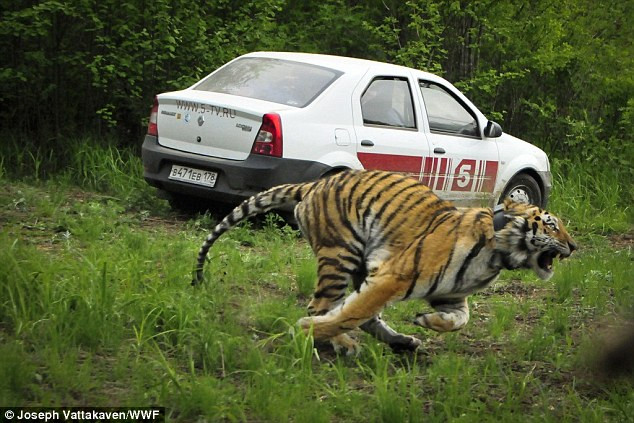 [Video] Khoảnh khắc sung sướng của chú hổ khi được thả về rừng ảnh 1