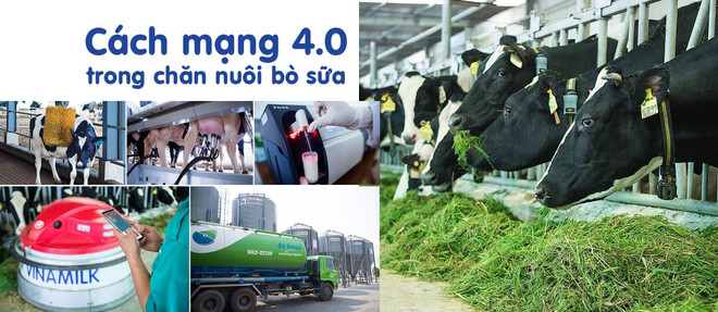 Một vòng khám phá trang trại "thông minh" của Vinamilk ảnh 8