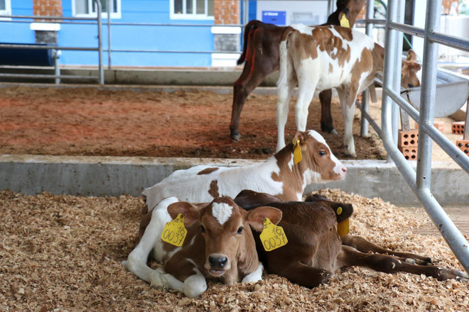 Một vòng khám phá trang trại "thông minh" của Vinamilk ảnh 7