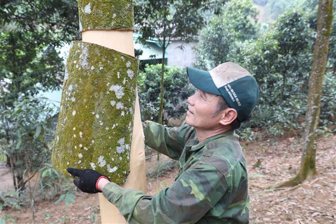 Quế Văn Yên - Món quà trời ban giúp người dân xóa đói giảm nghèo ảnh 2