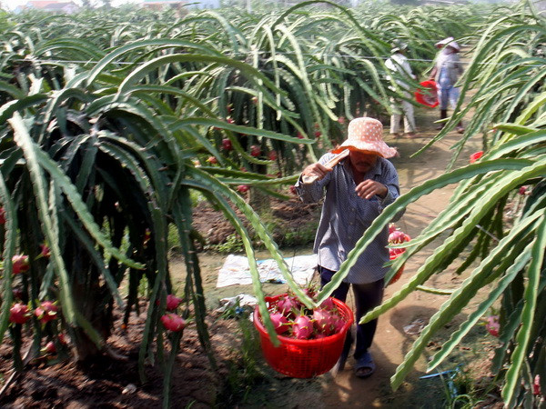 Giảm tiền điện nhờ dùng đèn compact xông thanh long ra hoa ảnh 1