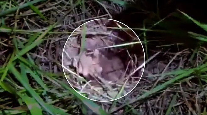 [Video] Tù nhân bị mắc kẹt trong đường hầm khi đang vượt ngục ảnh 1