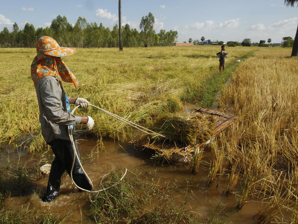 USAID đầu tư gần 160 triệu USD cho ngành nông nghiệp Campuchia ảnh 1