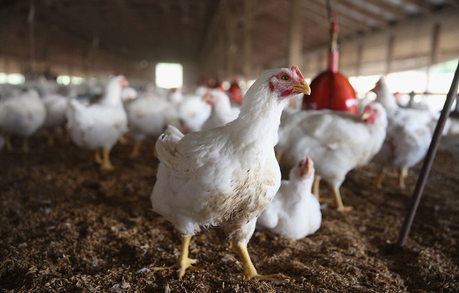 Dịch COVID-19: Cấp bách tìm đầu ra cho đàn gà các tỉnh Đông Nam bộ ảnh 1