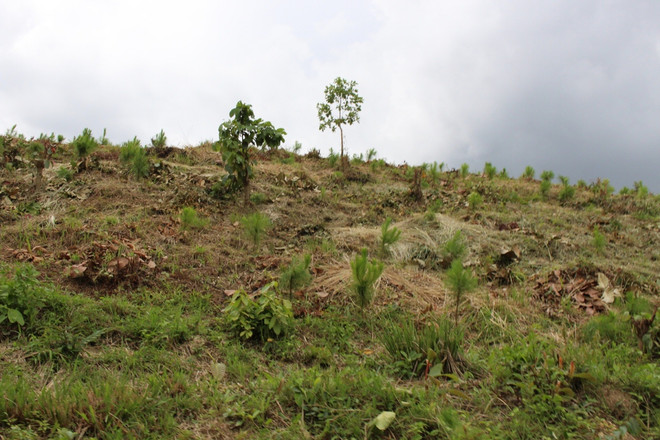 Nông lâm trường quốc doanh: Tiến trình đổi mới phổ biến kiểu "thay vỏ" ảnh 1