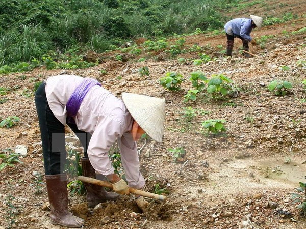 Quốc hội cần mạnh tay trong cuộc "đại phẫu" nông lâm trường? ảnh 1