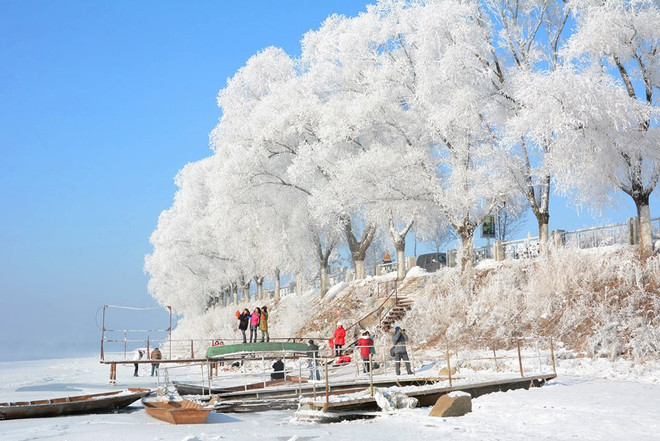 Khung cảnh tuyệt đẹp của những cây liễu bị đóng băng bên bờ sông ảnh 1