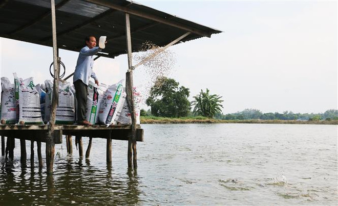 nghề nuôi cá tra, môi năm mang lại nguồn thu nhập hàng tỷ đồng cho gia đình ông Đậu. (Ảnh: Công Mạo/TTXVN) Tỷ phú nông dân mua 2 xe cấp cứu vận chuyển miễn phí cho người nghèo ảnh 1