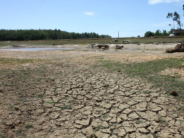 Hỗ trợ gần 118 tỷ đồng khắc phục hậu quả hạn hán vụ Hè Thu 2014 ảnh 1