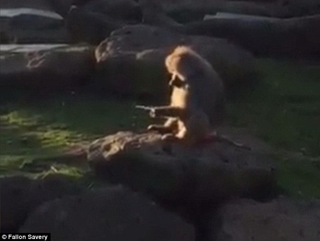 Người chơi Pokemon Go đau đớn nhìn khỉ đập nát điện thoại ảnh 1