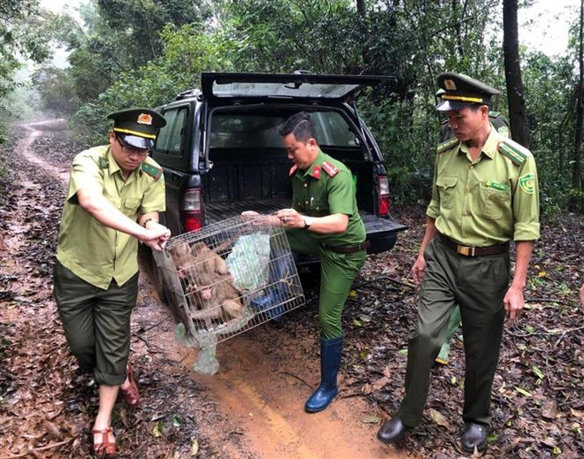 Quảng Ngãi: Thả 8 cá thể khỉ quý hiếm về môi trường tự nhiên ảnh 1