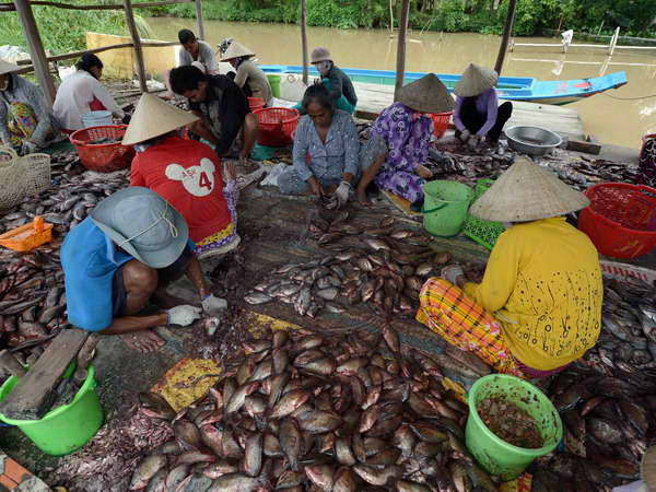 Cà Mau: Thu hoạch hàng trăm triệu đồng từ cá đồng ảnh 1