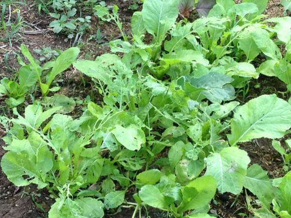 Hành trình đi tìm rau sạch trong thời khủng hoảng niềm tin ảnh 4