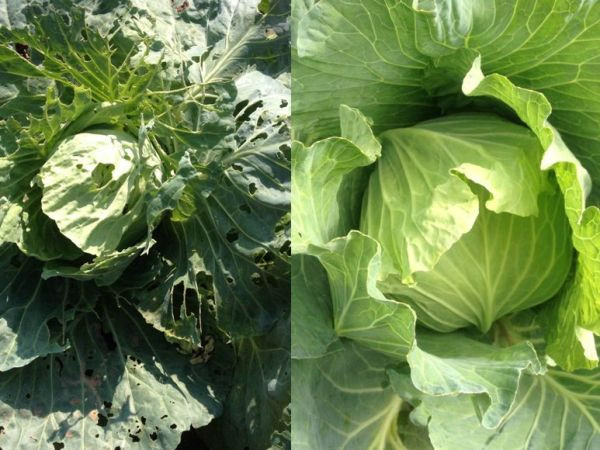 Hành trình đi tìm rau sạch trong thời khủng hoảng niềm tin ảnh 1