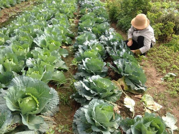 Hành trình đi tìm rau sạch trong thời khủng hoảng niềm tin ảnh 2