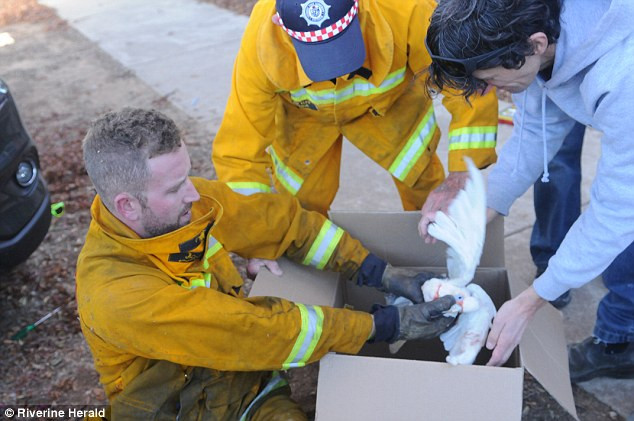 [Photo] Chú vẹt gặp sự cố hy hữu khi mắc kẹt trong lưới tản nhiệt ảnh 4