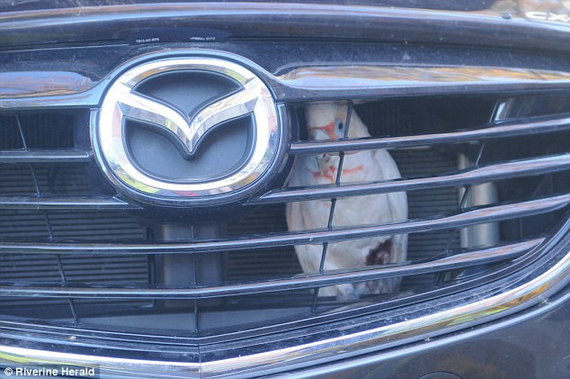 [Photo] Chú vẹt gặp sự cố hy hữu khi mắc kẹt trong lưới tản nhiệt ảnh 1