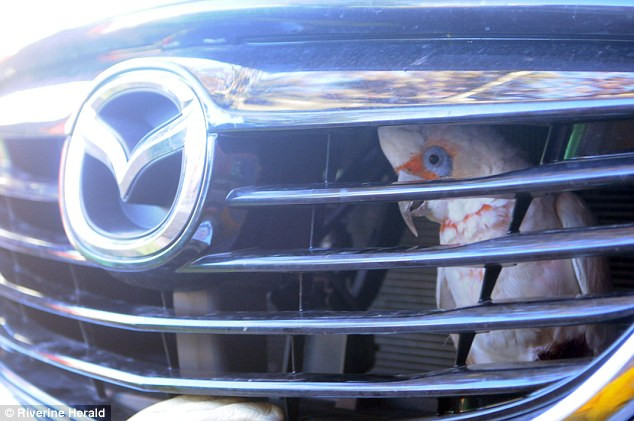 [Photo] Chú vẹt gặp sự cố hy hữu khi mắc kẹt trong lưới tản nhiệt ảnh 2