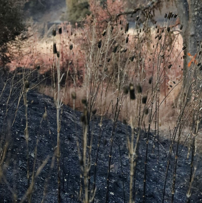 [Videographics] Cháy rừng - Thảm họa khủng khiếp đe dọa mọi quốc gia ảnh 5