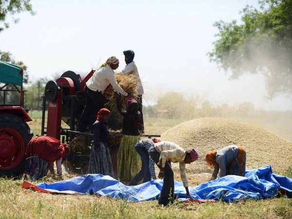 Ảnh minh họa. (Nguồn: AFP/TTXVN) Liên hợp quốc kêu gọi đảm bảo hệ thống lương thực bền vững ảnh 1