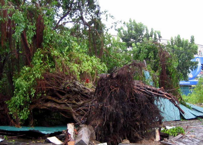 Phú Quốc: Giông lốc làm cây đổ, khiến 5 người thương vong ảnh 1